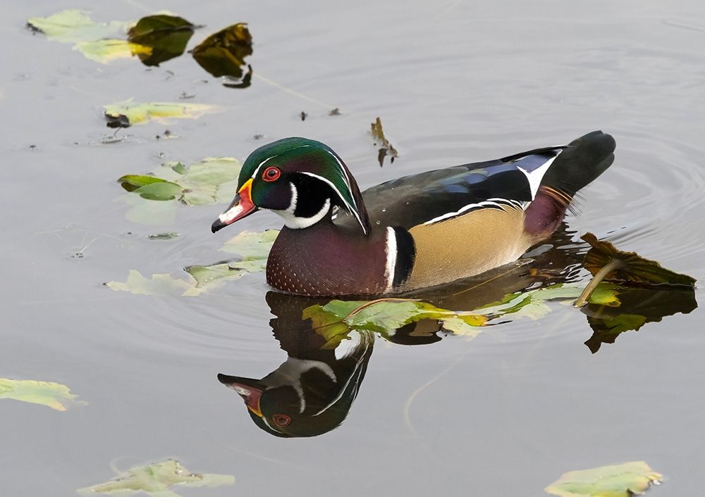 WA-Juanita Bay Wetland-Wood Duck-male (Aix sponsa) art print by Jamie and Judy Wild for $57.95 CAD
