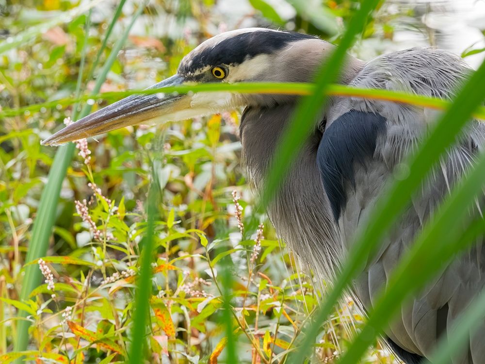WA-Juanita Bay Wetland-Great Blue Heron (Ardea herodias) art print by Jamie and Judy Wild for $57.95 CAD
