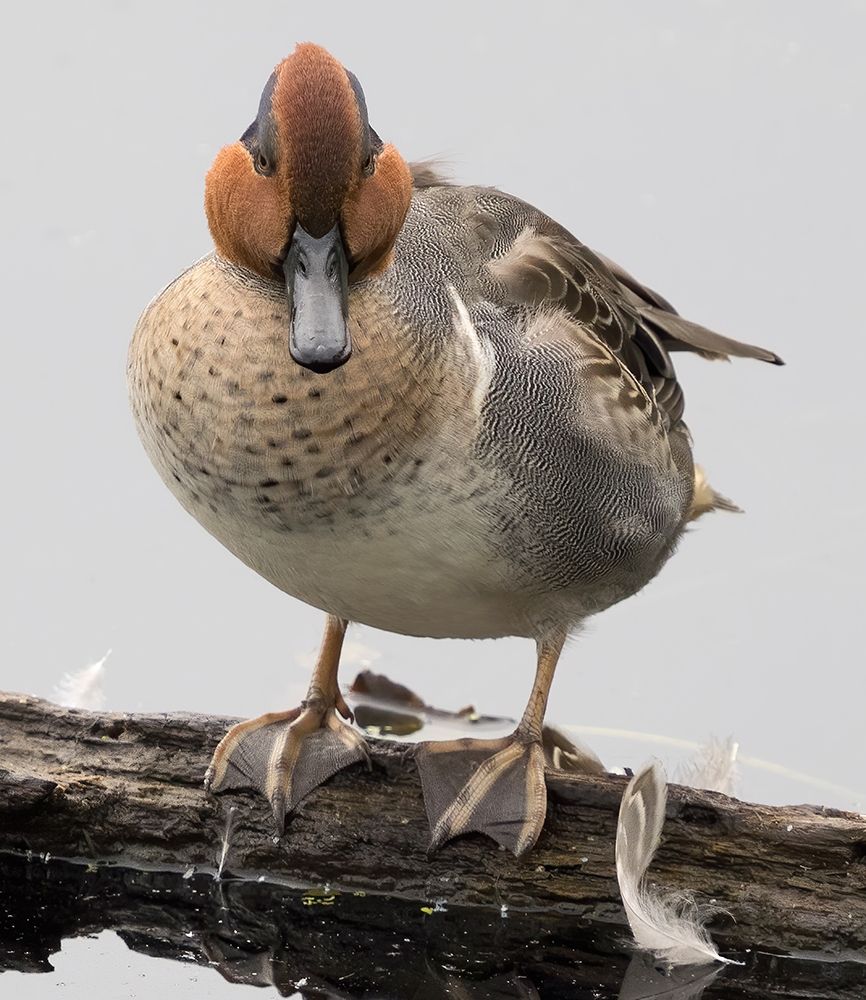 WA-Juanita Bay Wetland-Green-winged Teal (Anas crecca)-male art print by Jamie and Judy Wild for $57.95 CAD