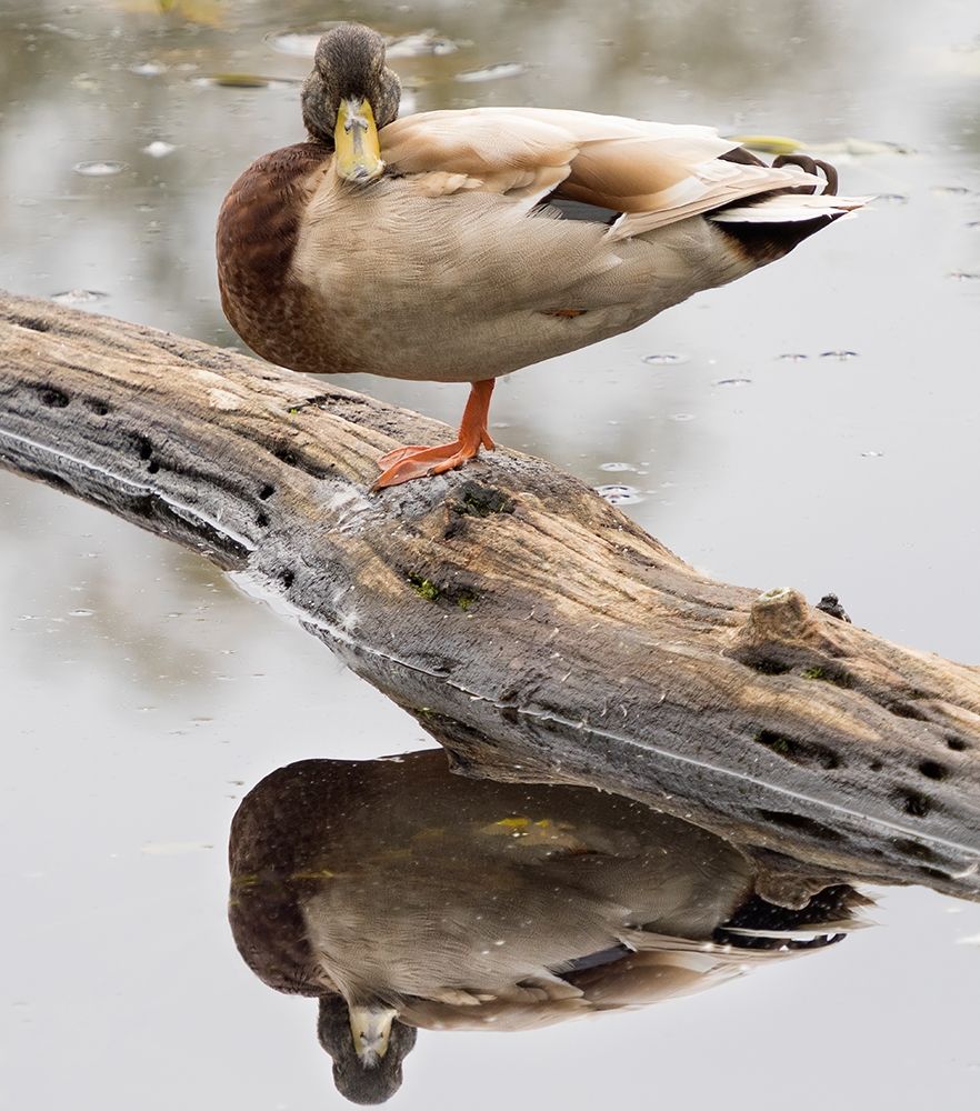 WA-Juanita Bay Wetland-Mallard Duck ( Anas Platyrhynchos)-male art print by Jamie and Judy Wild for $57.95 CAD