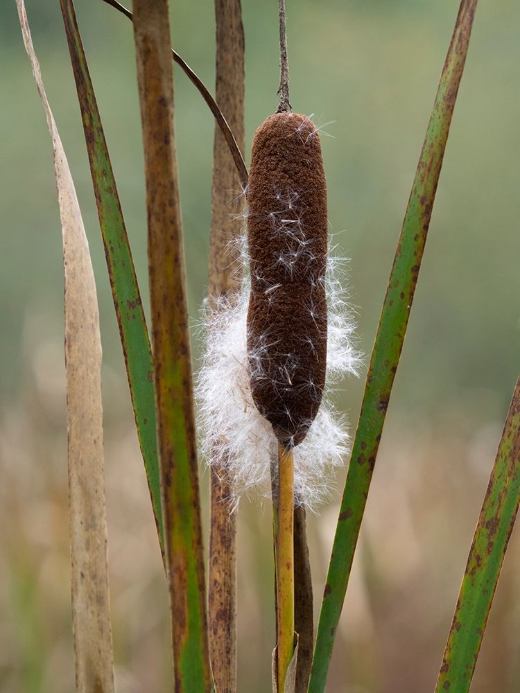 WA-Juanita Bay Wetland-Cattail art print by Jamie and Judy Wild for $57.95 CAD