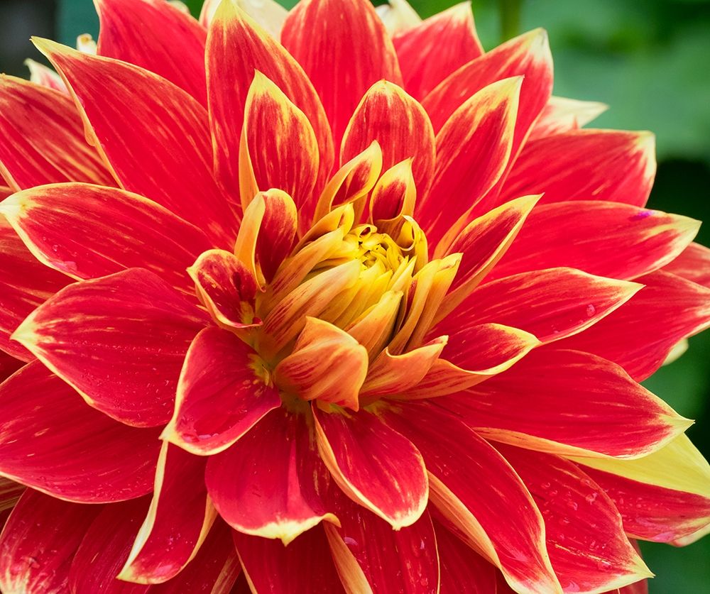 WA-Redmond-Dahlia art print by Jamie and Judy Wild for $57.95 CAD