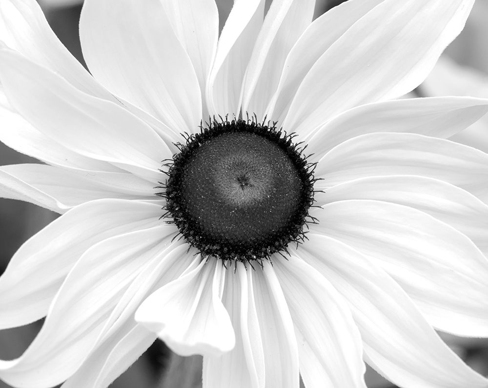 WA-Redmond-Black Eyed Susan art print by Jamie and Judy Wild for $57.95 CAD