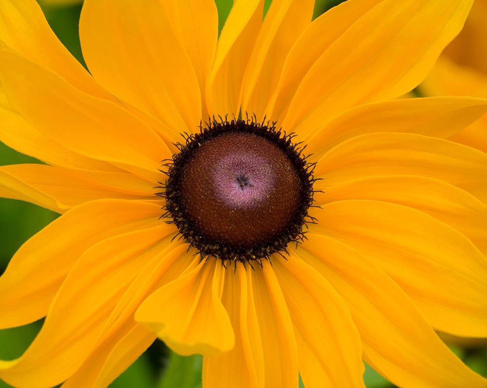 WA-Redmond-Black Eyed Susan art print by Jamie and Judy Wild for $57.95 CAD