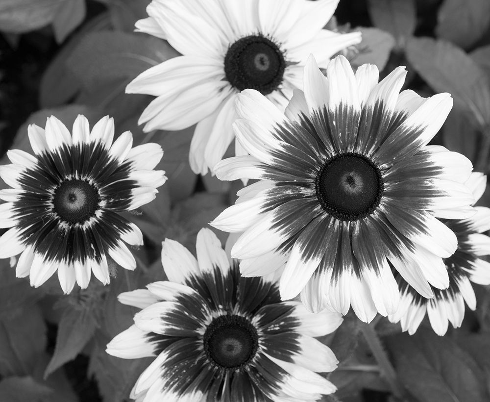 WA-Redmond-Gloriosa Daisy art print by Jamie and Judy Wild for $57.95 CAD