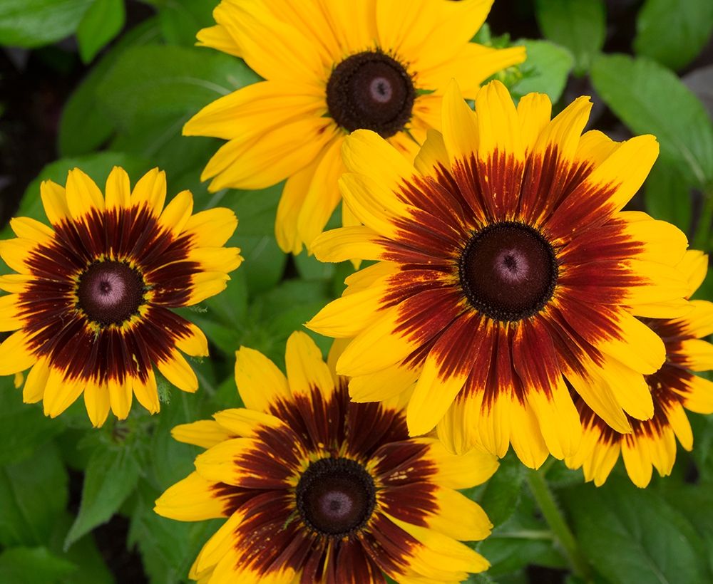 WA-Redmond-Gloriosa Daisy art print by Jamie and Judy Wild for $57.95 CAD