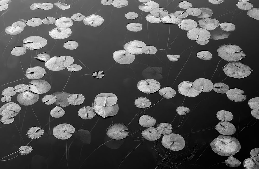 WA-Phantom Lake-Lilly Pads art print by Jamie and Judy Wild for $57.95 CAD