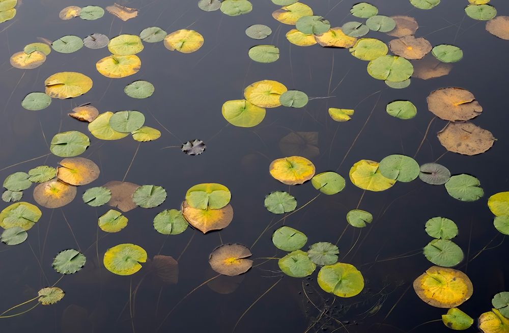 WA-Phantom Lake-Lilly Pads art print by Jamie and Judy Wild for $57.95 CAD
