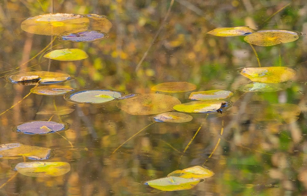 WA-Phantom Lake-Lilly Pads art print by Jamie and Judy Wild for $57.95 CAD