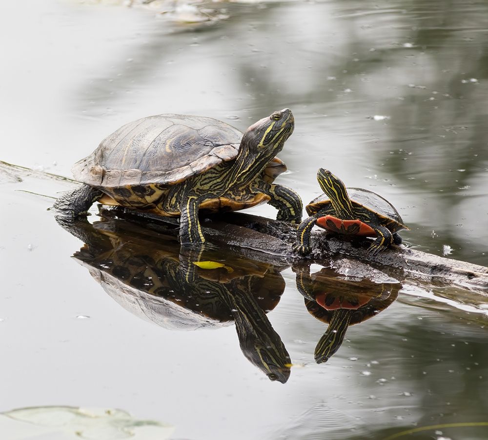 Washington State-Lake Washington Painted turtles on log art print by Jamie and Judy Wild for $57.95 CAD