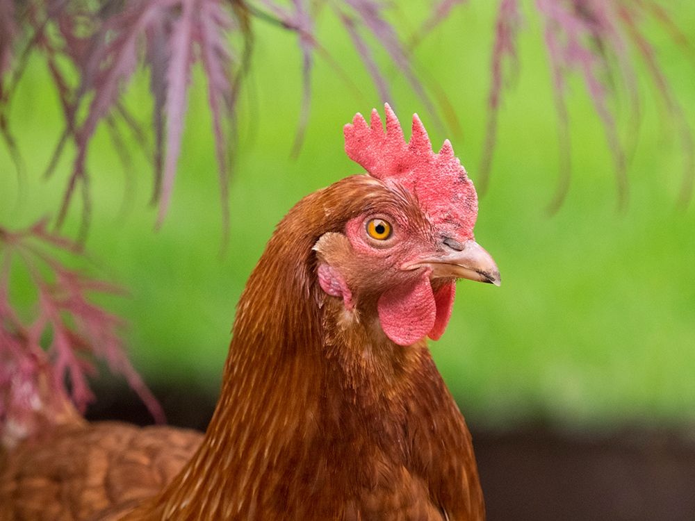 Washington State-ISA Brown chicken art print by Jamie and Judy Wild for $57.95 CAD