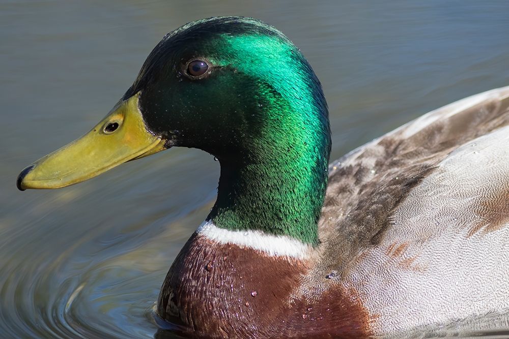 Washington State-Redmond-Lake Sammamish Male mallard duck art print by Jamie and Judy Wild for $57.95 CAD