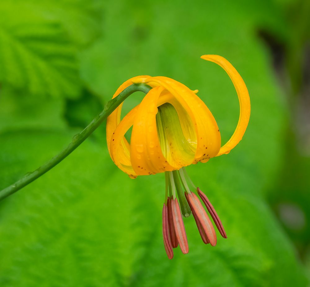 Washington State-Central Cascades-Columbia Tiger Lily wildflower art print by Jamie and Judy Wild for $57.95 CAD
