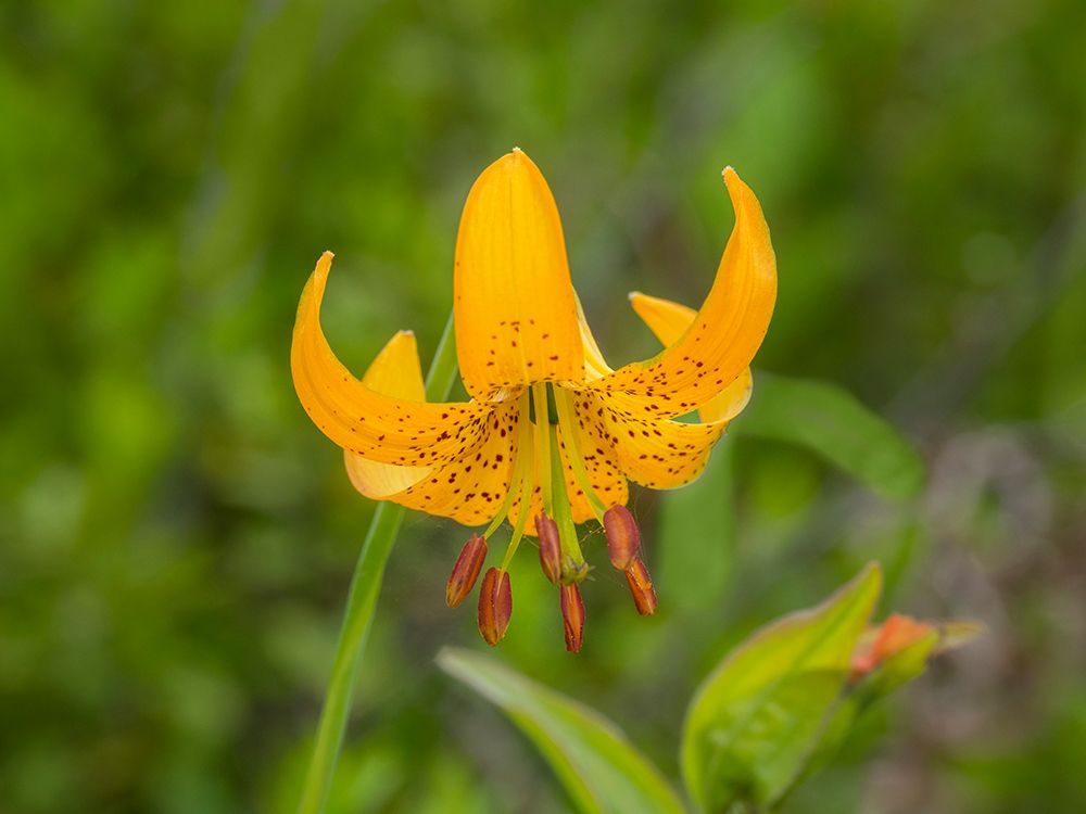 Washington State-Central Cascades-Columbia Tiger Lily wildflower art print by Jamie and Judy Wild for $57.95 CAD