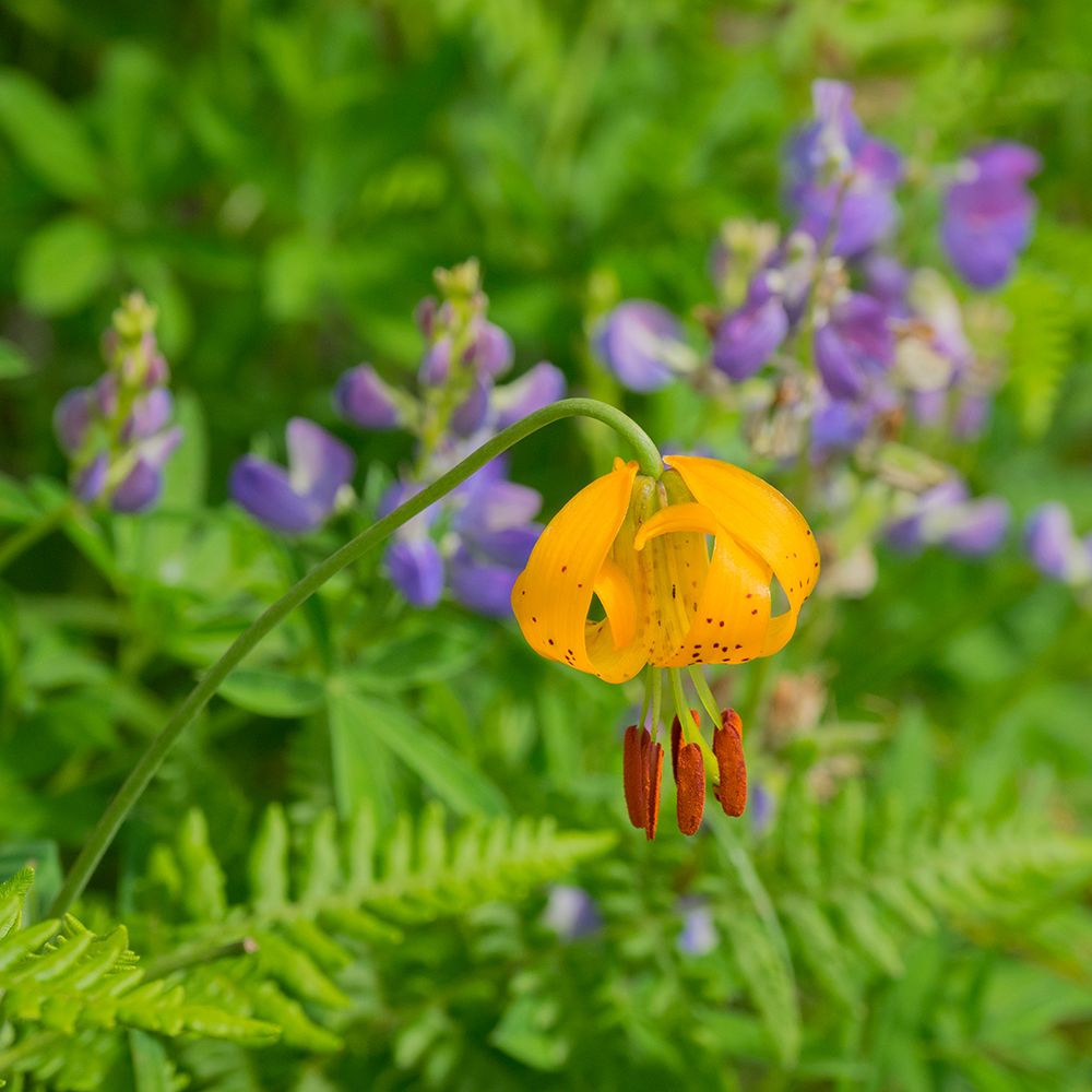 Washington State-Central Cascades-Columbia Tiger Lily and Subalpine Lupine art print by Jamie and Judy Wild for $57.95 CAD