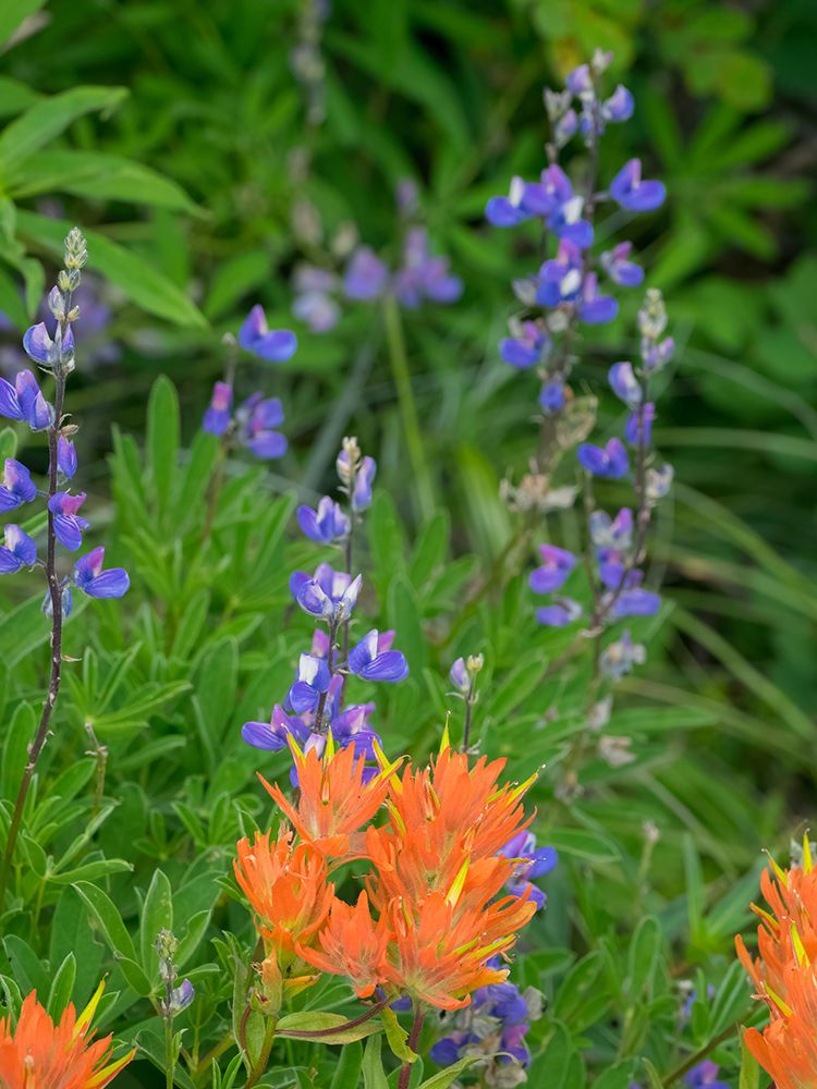 Washington State-Central Cascades-Hairy Paintbrush and Subalpine Lupine art print by Jamie and Judy Wild for $57.95 CAD
