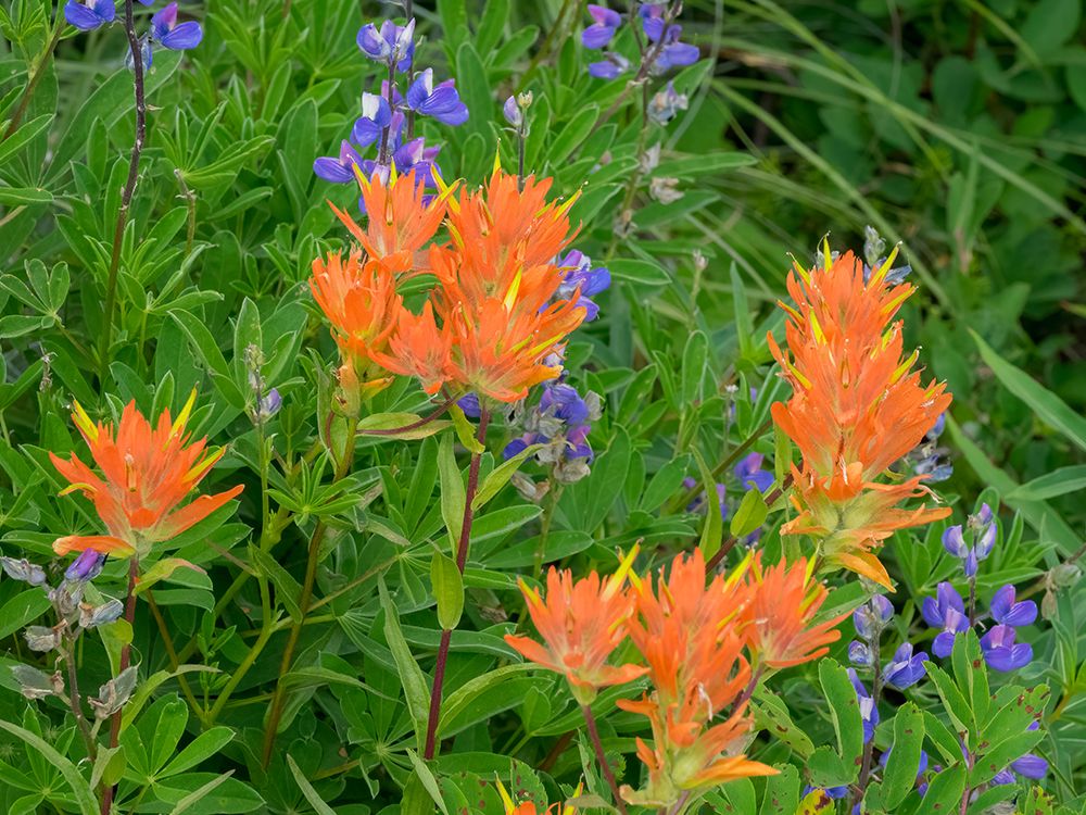 Washington State-Central Cascades-Hairy Paintbrush and Subalpine Lupine art print by Jamie and Judy Wild for $57.95 CAD