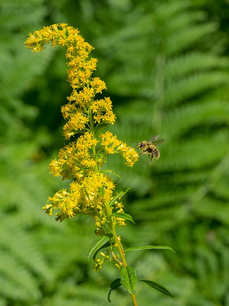 Washington State-Central Cascades-Canada Goldenrod and Bumble Bee art print by Jamie and Judy Wild for $57.95 CAD