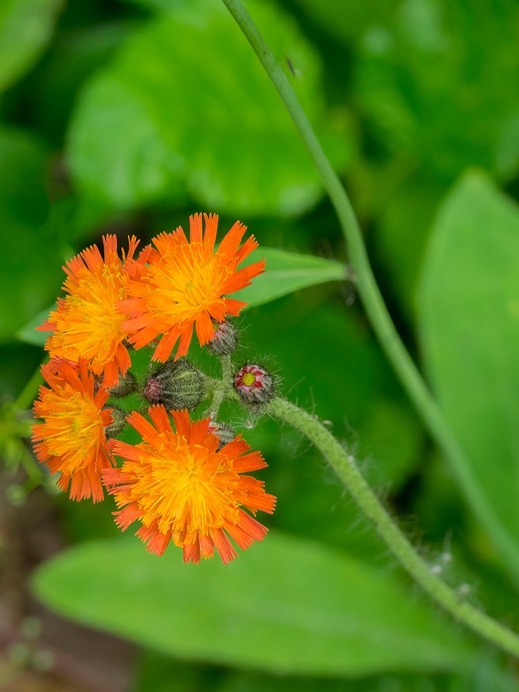 Washington State-Central Cascades-Orange Hawkweed-Hieracium aurantiacum art print by Jamie and Judy Wild for $57.95 CAD