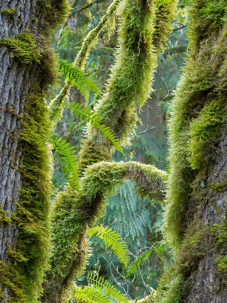 Washington State-Tiger Mountain-Moss covered fir trees art print by Jamie and Judy Wild for $57.95 CAD