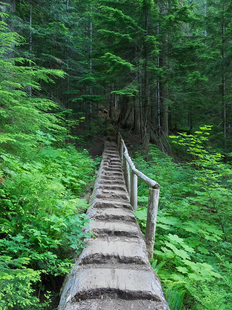 Washington State-Central Cascades-Old Fir tree bridge-on trail to Annette Lake art print by Jamie and Judy Wild for $57.95 CAD
