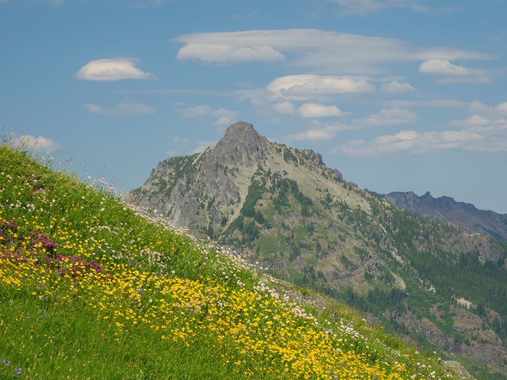Washington State-Central Cascades-Rampart Ridge-Alta Mountain and wildflowers art print by Jamie and Judy Wild for $57.95 CAD