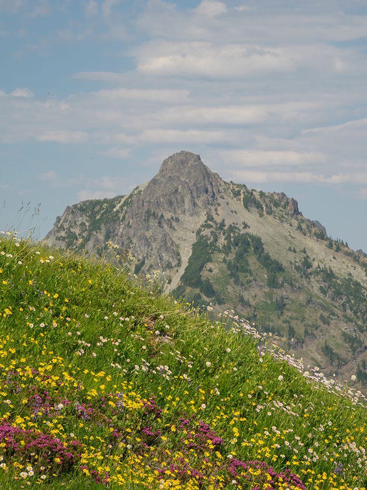 Washington State-Central Cascades-Rampart Ridge-Alta Mountain and wildflowers art print by Jamie and Judy Wild for $57.95 CAD