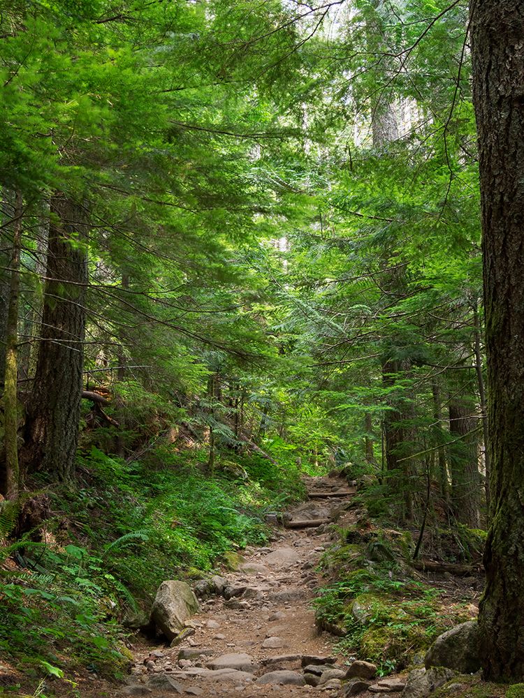 Washington State-Central Cascades-Granite Mountain trail art print by Jamie and Judy Wild for $57.95 CAD