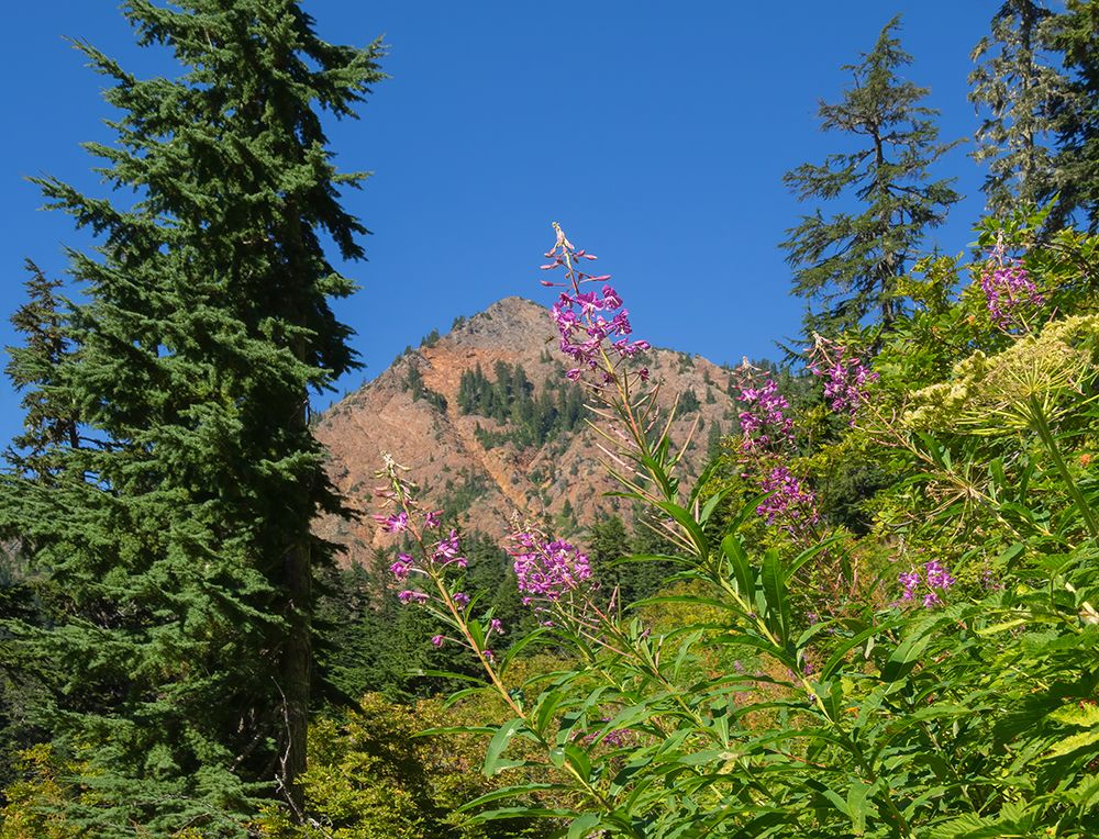 Washington State-Central Cascades-Fireweed and Red Mountain art print by Jamie and Judy Wild for $57.95 CAD