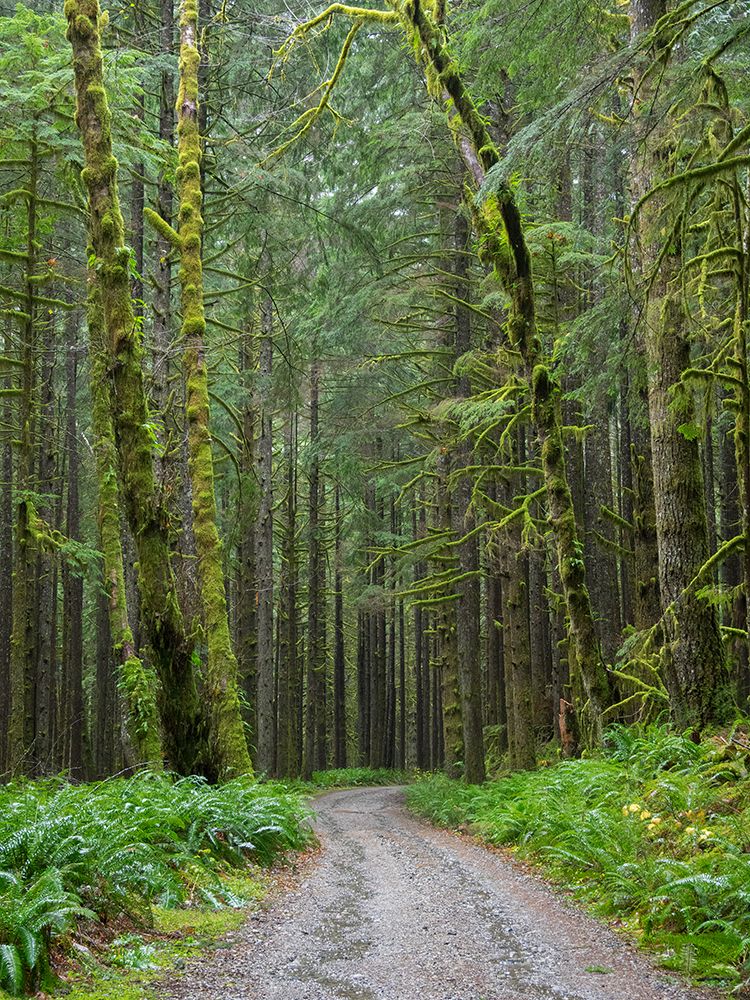 Washington State-Central Cascades-Forest Road 5620-Moss covered Red Alder forest art print by Jamie and Judy Wild for $57.95 CAD