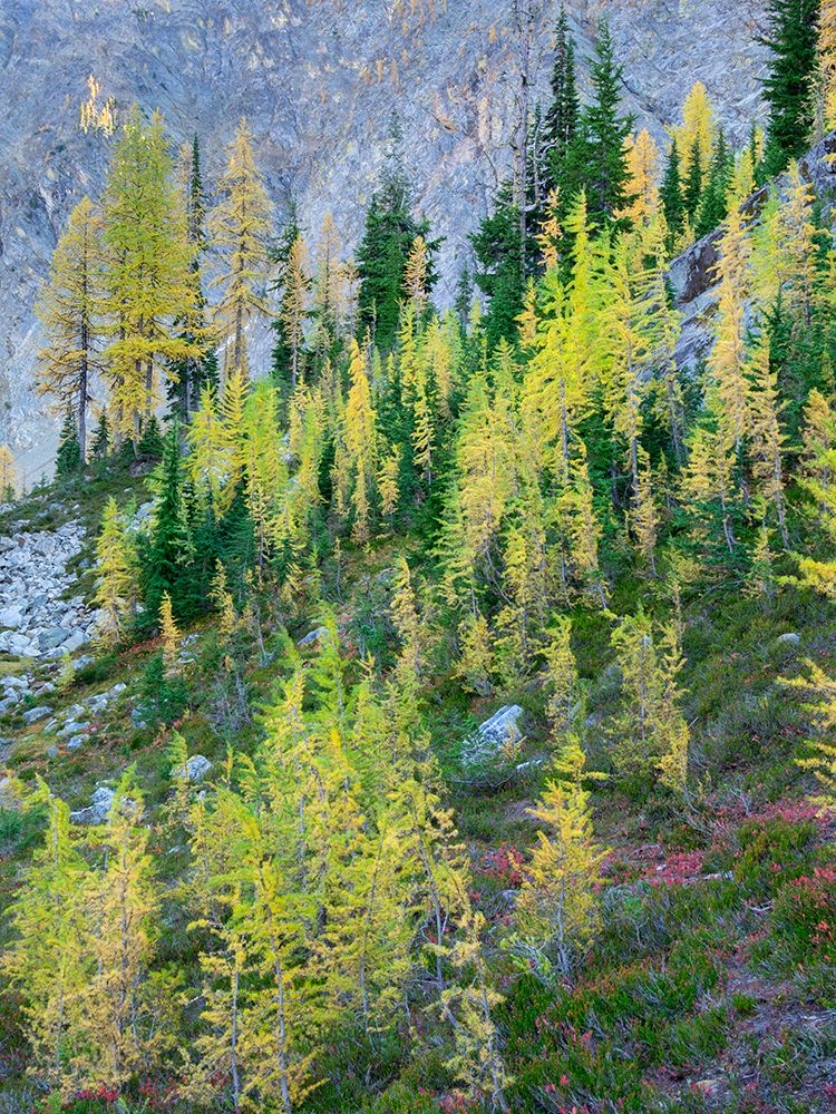 Washington State-North Cascades-Larch and Fir Trees art print by Jamie and Judy Wild for $57.95 CAD