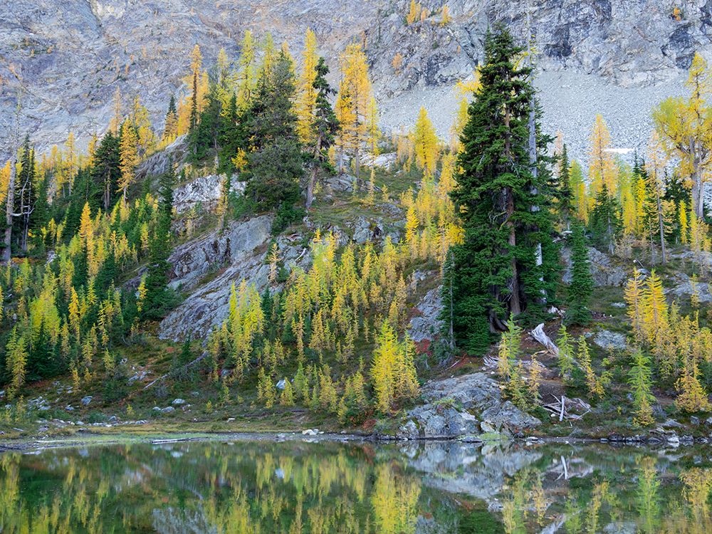 Washington State-North Cascades-Alpine Pond with Larch and Fir trees art print by Jamie and Judy Wild for $57.95 CAD