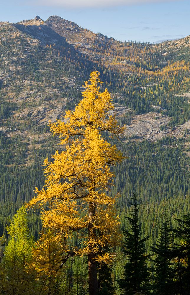 Washington State-North Cascades-Golden larch tree art print by Jamie and Judy Wild for $57.95 CAD