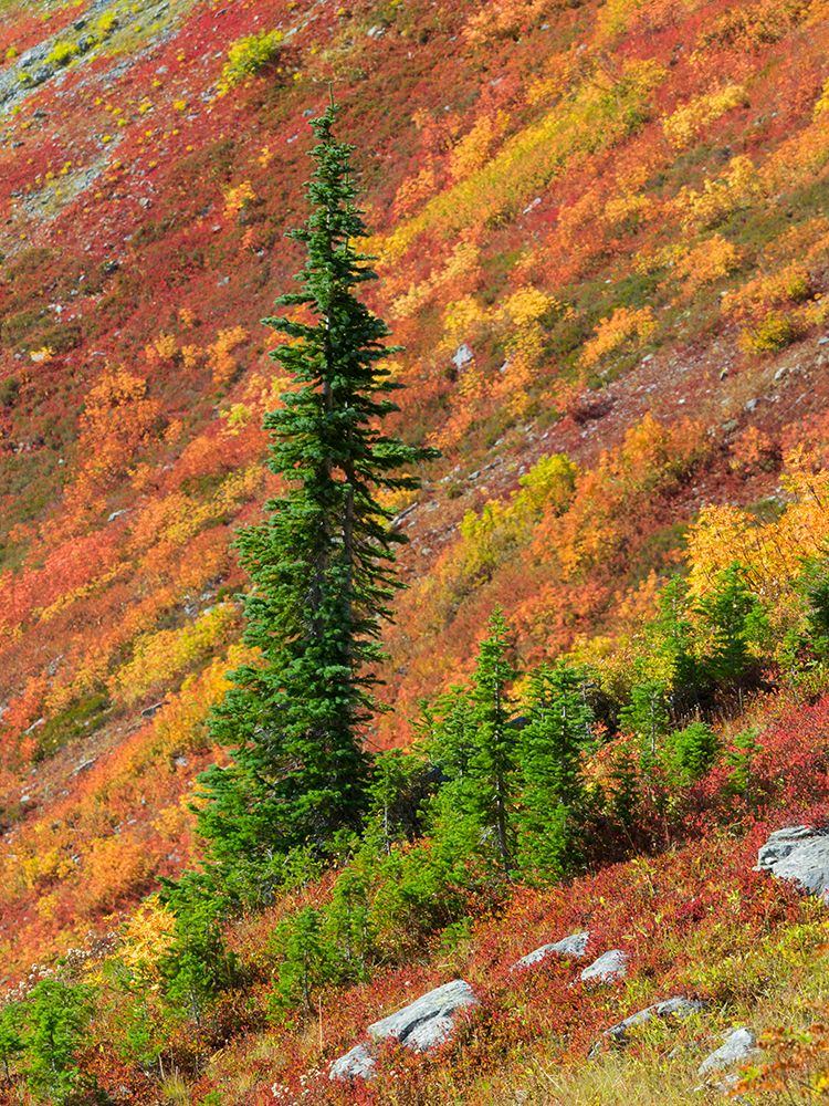 Washington State-North Cascades-Alpine Fir tree and fall color art print by Jamie and Judy Wild for $57.95 CAD