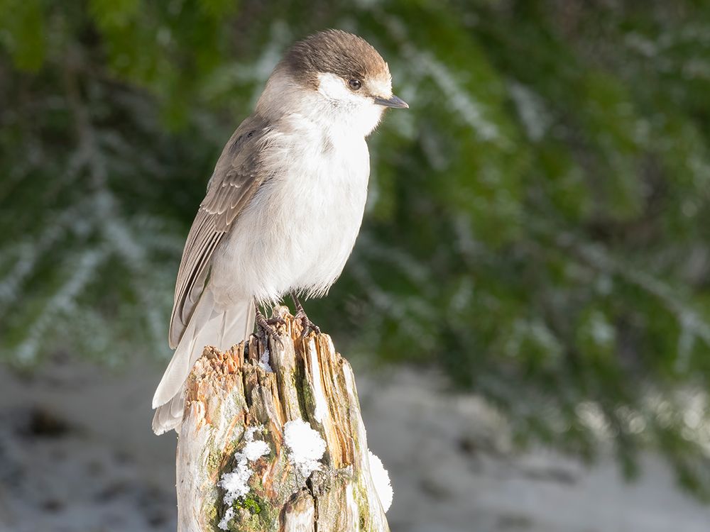 Washington State-Tiger Mountain Gray jay art print by Jamie and Judy Wild for $57.95 CAD