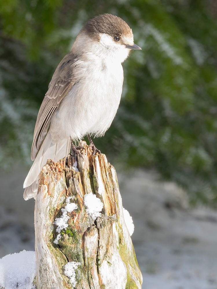 Washington State-Tiger Mountain Gray jay art print by Jamie and Judy Wild for $57.95 CAD