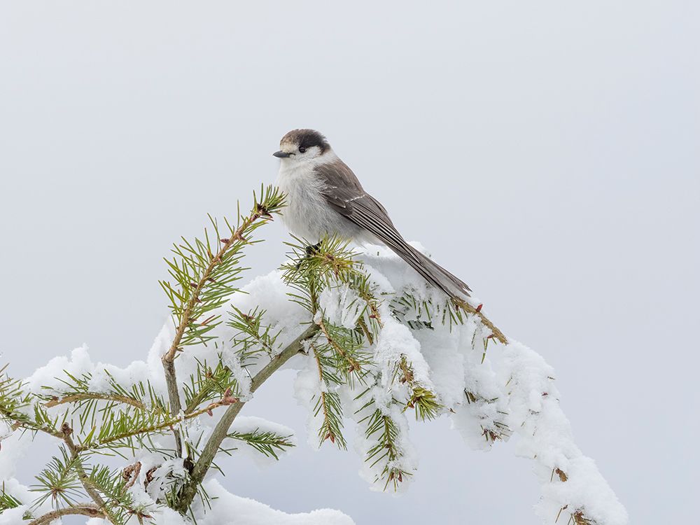 Washington State-Tiger Mountain Gray jay art print by Jamie and Judy Wild for $57.95 CAD