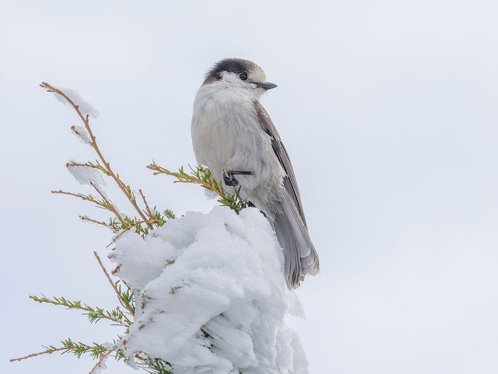 Washington State-Tiger Mountain Gray jay art print by Jamie and Judy Wild for $57.95 CAD