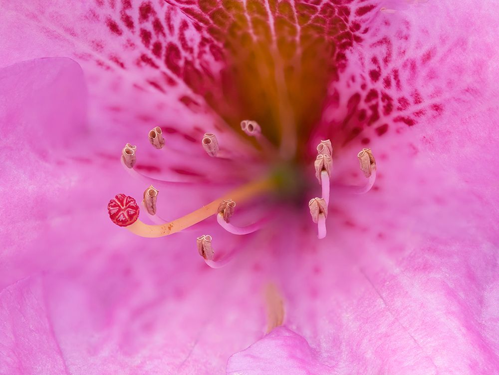 Washington State-Rhododendron Flower art print by Jamie and Judy Wild for $57.95 CAD