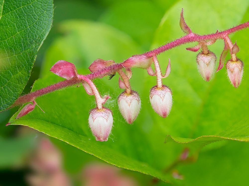 Washington State-Salal flowers art print by Jamie and Judy Wild for $57.95 CAD