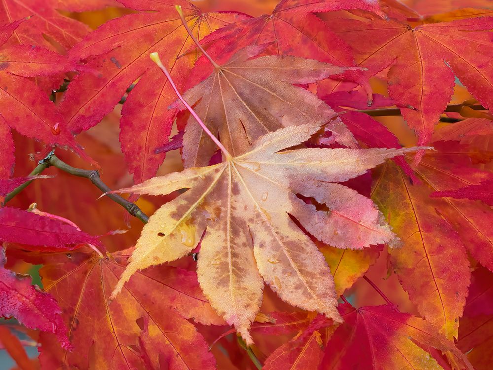 Washington State-Maple leaves art print by Jamie and Judy Wild for $57.95 CAD
