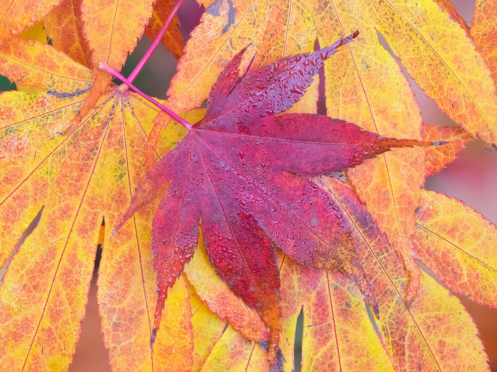 Washington State-Maple leaves art print by Jamie and Judy Wild for $57.95 CAD