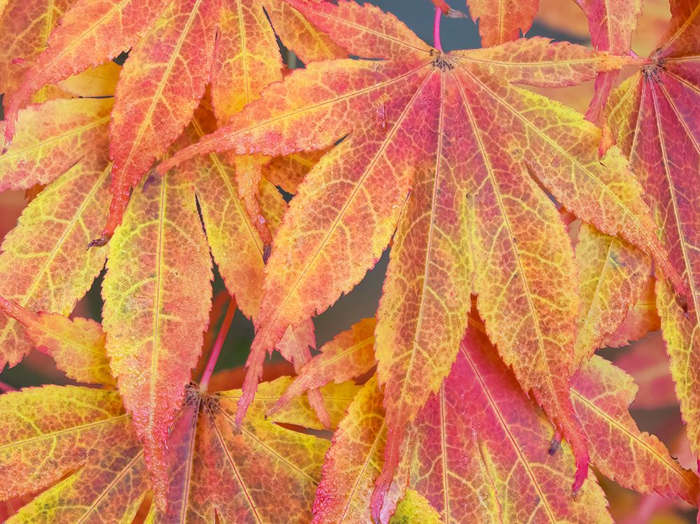 Washington State-Maple leaves art print by Jamie and Judy Wild for $57.95 CAD