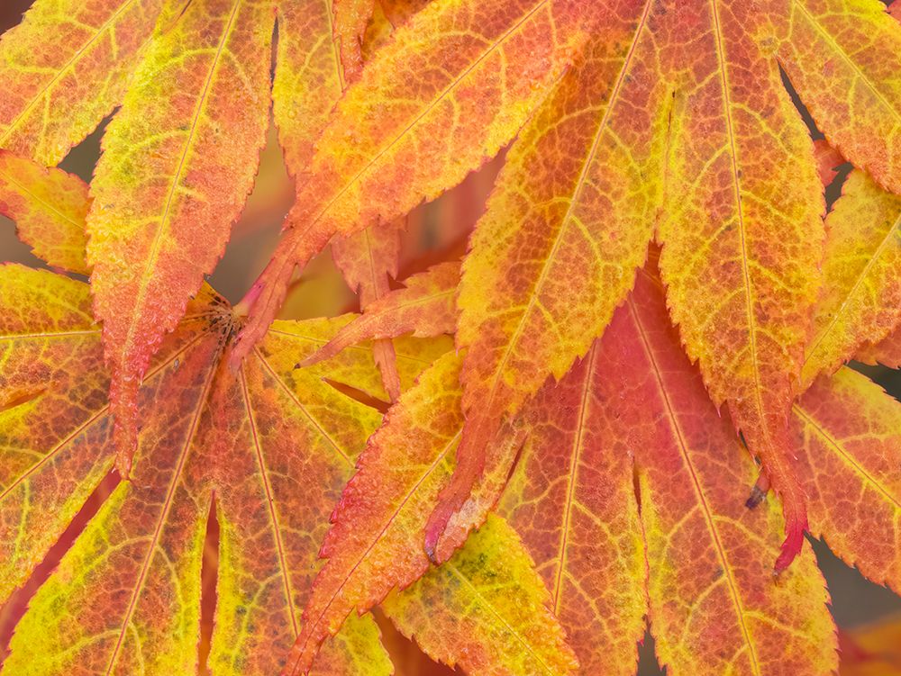 Washington State-Maple leaves art print by Jamie and Judy Wild for $57.95 CAD