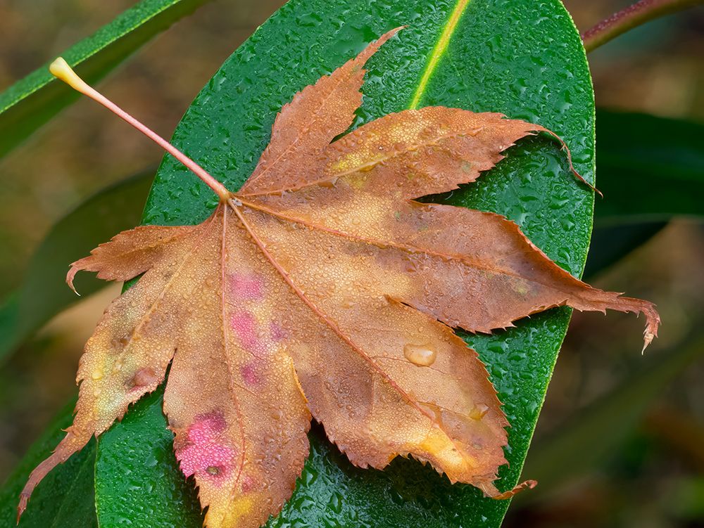 Washington State-Maple Leaf with dew drops art print by Jamie and Judy Wild for $57.95 CAD