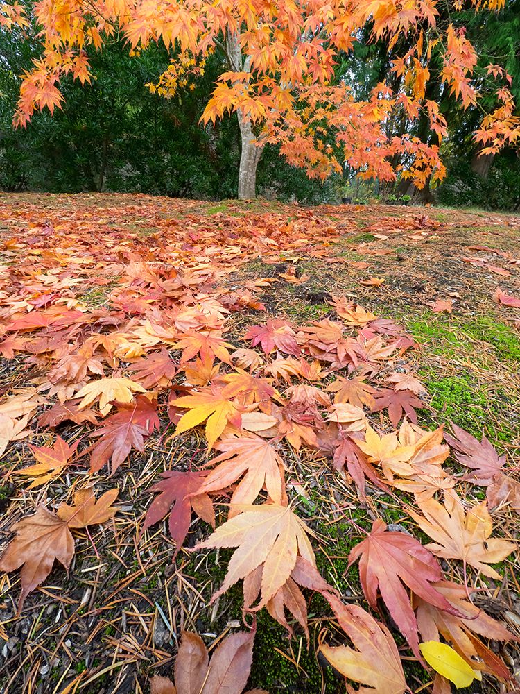 Washington State-Autumn Maple leaves art print by Jamie and Judy Wild for $57.95 CAD