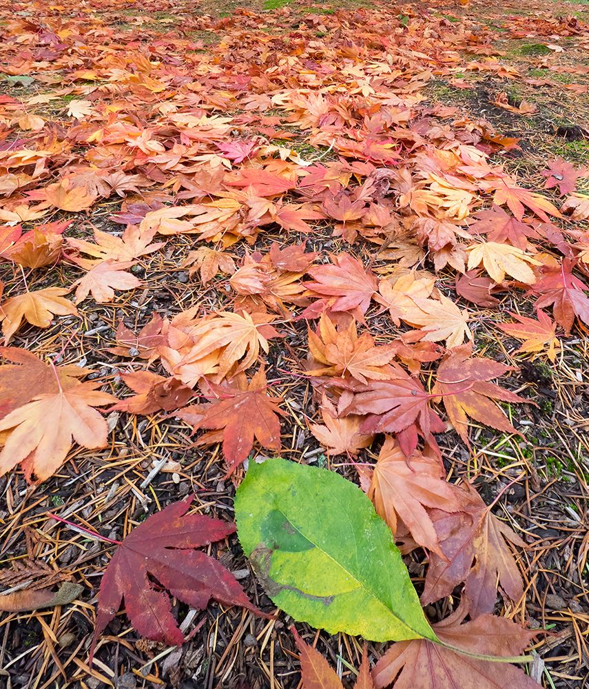 Washington State-Autumn colored maple leaves with green red alder leaf art print by Jamie and Judy Wild for $57.95 CAD