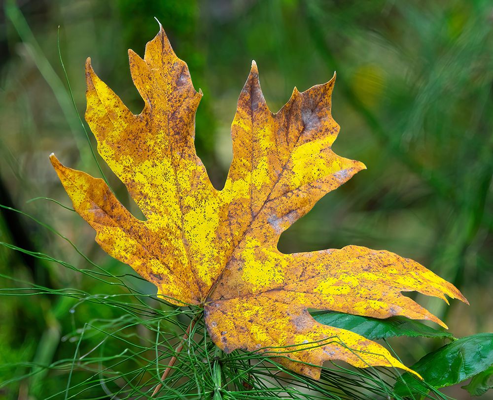 Washington State Bigleaf maple leaf art print by Jamie and Judy Wild for $57.95 CAD