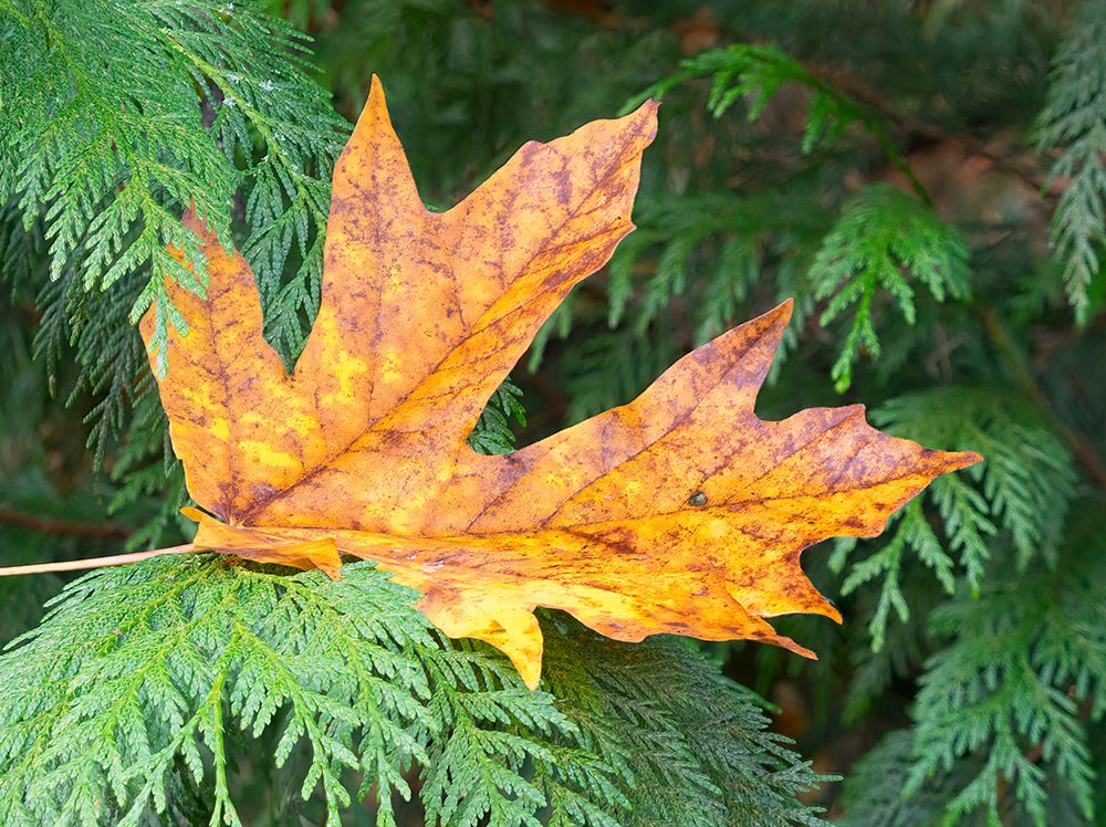 Washington State Bigleaf maple leaf art print by Jamie and Judy Wild for $57.95 CAD
