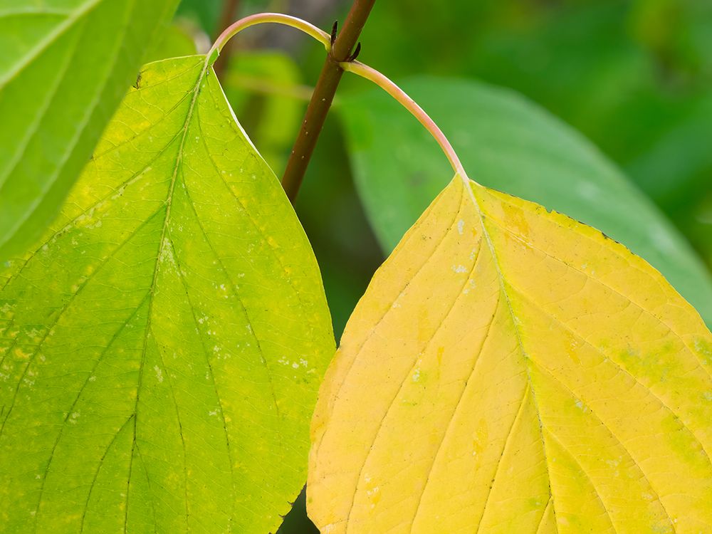 Washington State-Pacific Dogwood Leaf close-up art print by Jamie and Judy Wild for $57.95 CAD